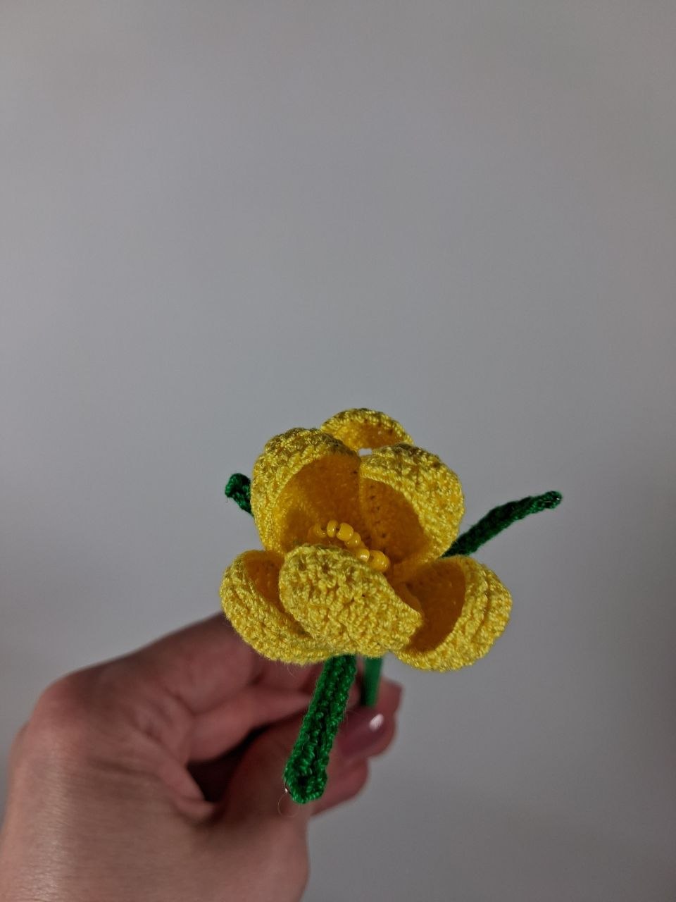 Crocus Stem