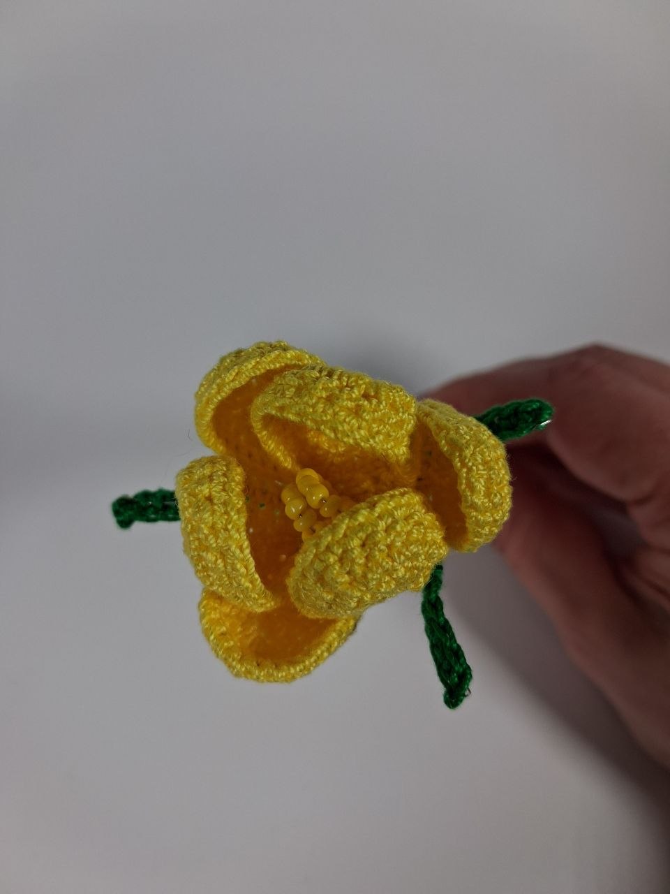 Crocus Stem