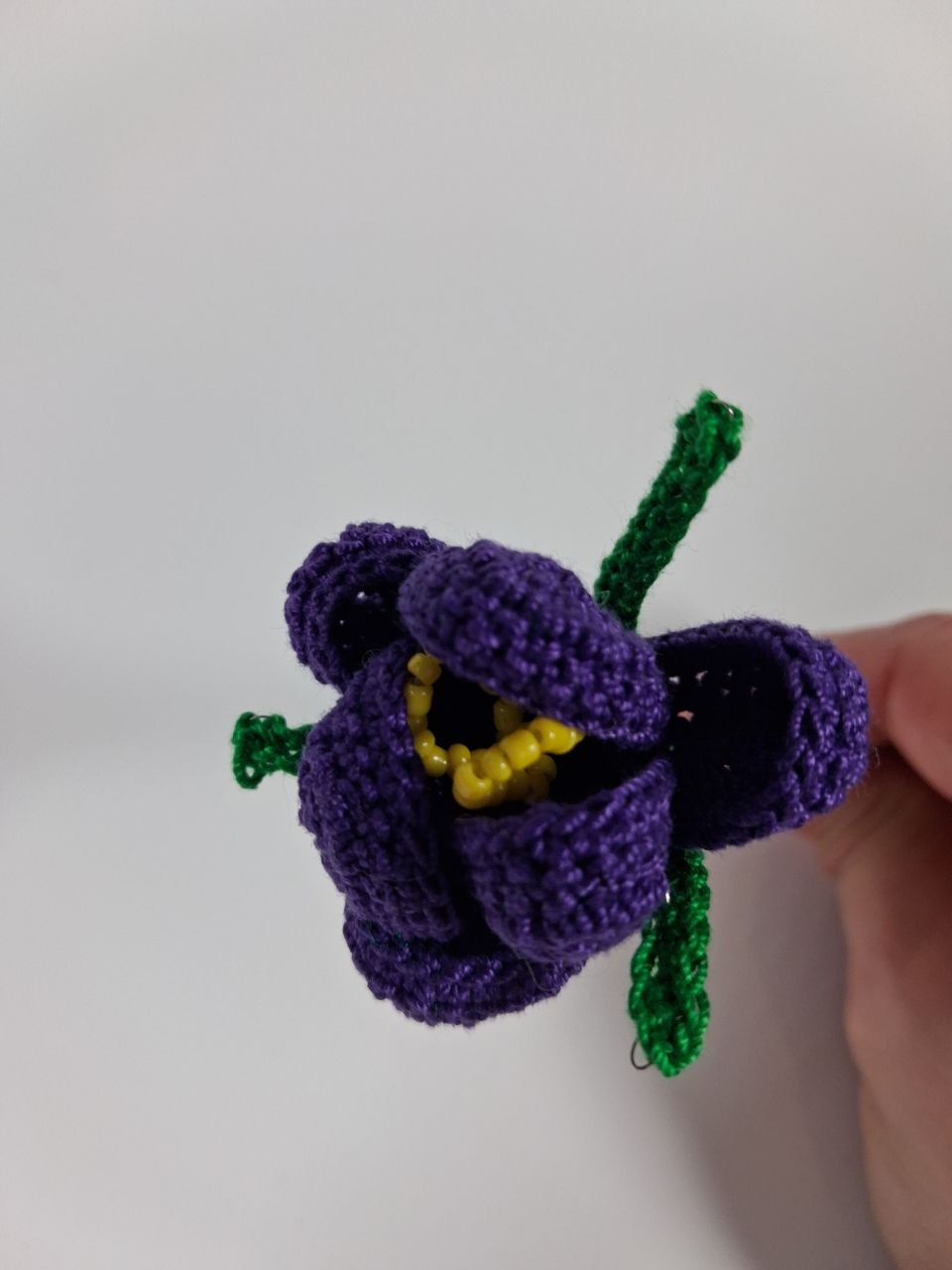 Crocus Stem
