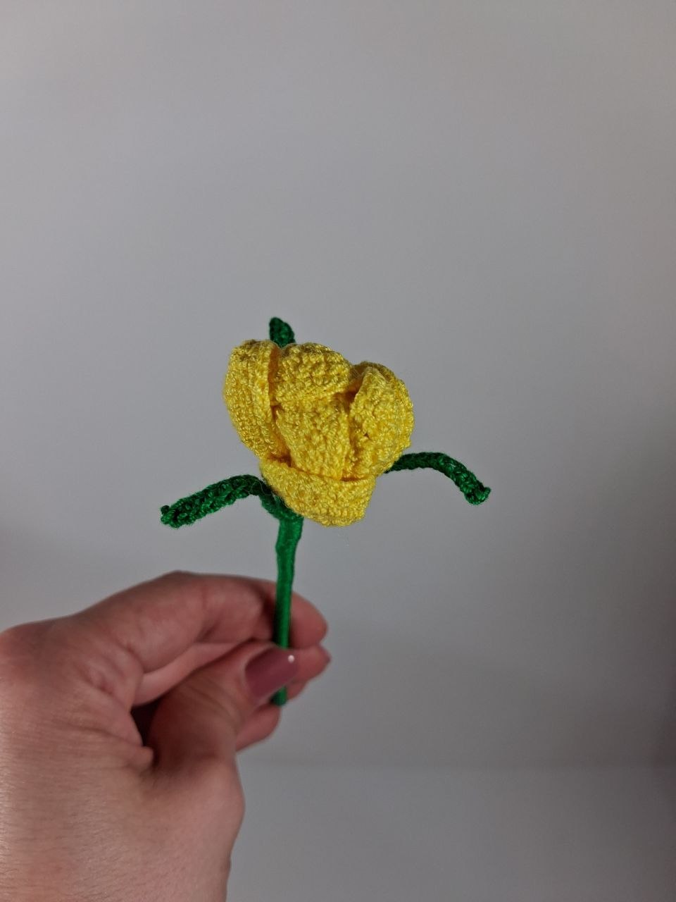 Crocus Stem