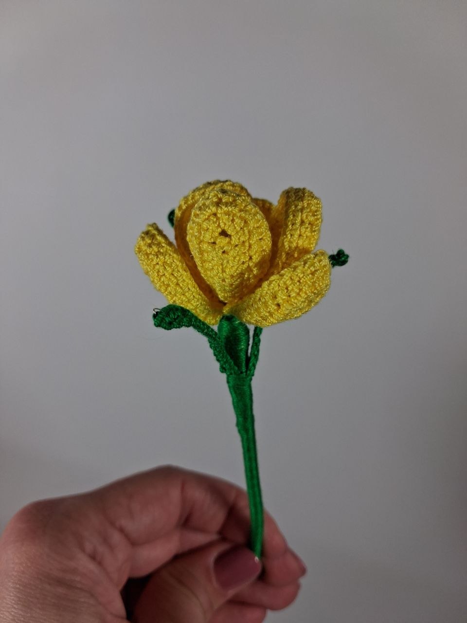 Crocus Stem