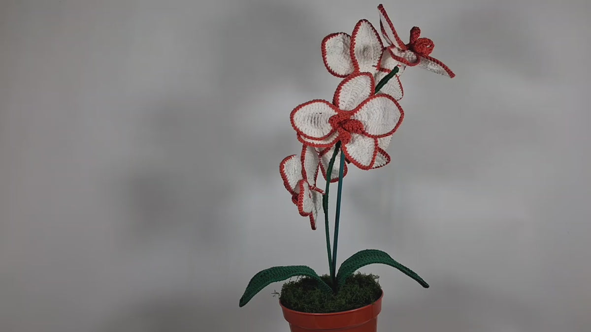 White Crochet Orchid