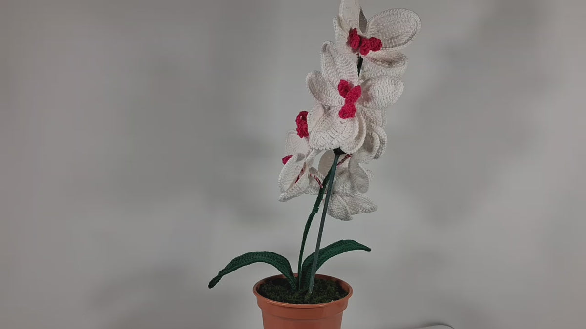 White Crochet Orchid in a Pot